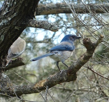 Woodhouse's Scrub-Jay